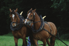 Allenberg, Pferdegespann