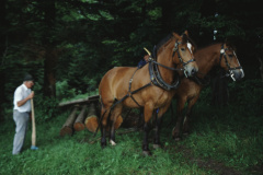 Allenberg, Holz schleiken