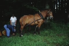 Allenberg, Holz schleiken