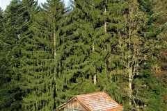 Chlibäretswil, Schürli in der Chileweid (Tobelweid)