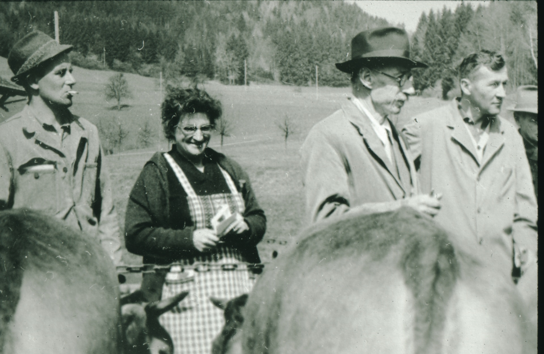 Emmi Amacher, Albert Reiser, Ernst Graf, Viehprämierung