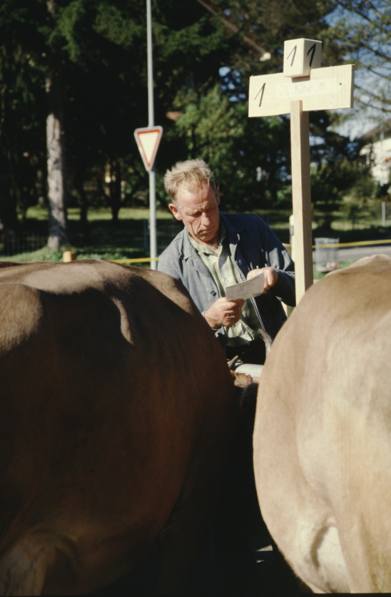 Viehprämierung Walter Amacher