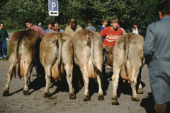 Viehprämierung