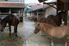 40 Jahre Hof Oberdorf, Tiere