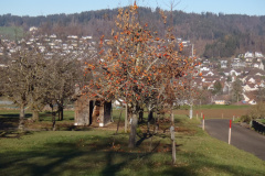 Schönau
