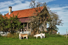 Wappenswil