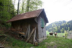 Tannen