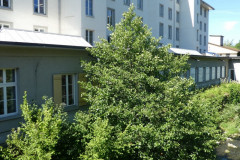 Trümpler Areal, ehemaliges Spinnerei