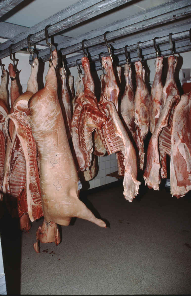 Metzgerei. Die Kühlkammer mit Schweine-Hälften