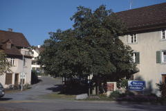 Dorfplatz mit Linde, alte Bettswilerstr