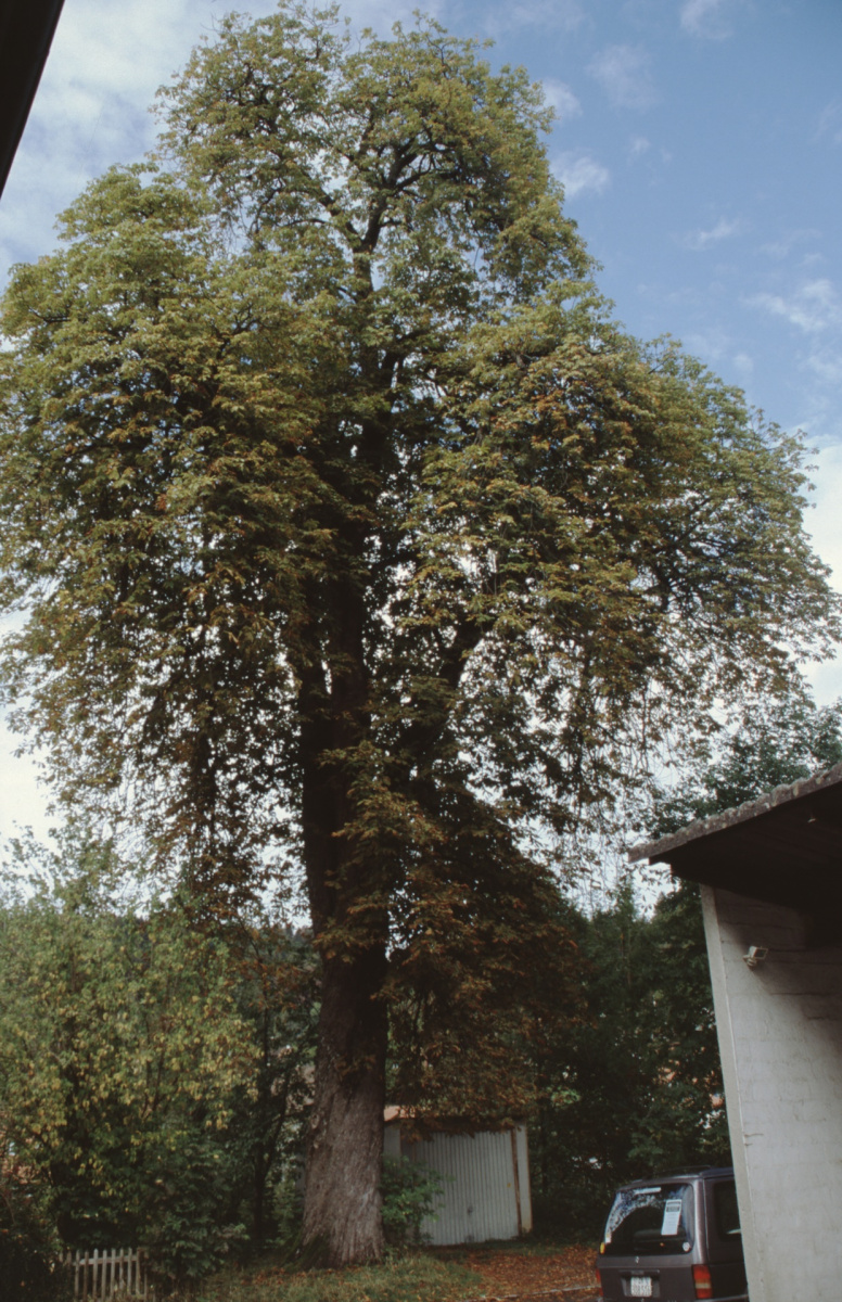 Pfarrhausstr. Nr. 18 Kastanienbaum