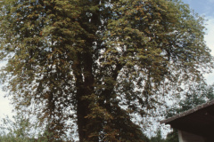 Pfarrhausstr. Nr. 18 Kastanienbaum