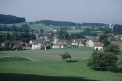 Spörriwiese, Waswis