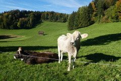 RW Hasentörli, Gutschbüel Rtg Hasentörli