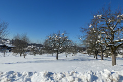 Obstbäume im Maiwinkel