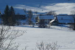 Blick hinüber nach Unterwappenswil, Traube
