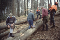 Diaschau 2, Bäume fällen Hans K, Ueli T. Dölf Fenner