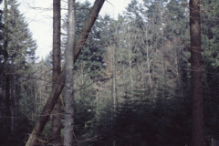Diaschau 2, Der Baum fällt