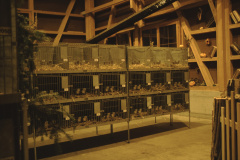 Ornithologischer Verein, Geflügel- Kaninchenausstellung, Werkhalle Noldi Pfenninger, 1.-3.1.1999