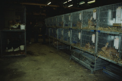 Kleintierausstellung bei Noldi Pfenninger + Werkhof