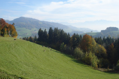 Waldeggli, Blick Richtung Brandegg und Glarner Alpen