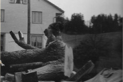 Wabig. Ulme fällen, Okt. 1974, 1,4 m Stammdurchmesser