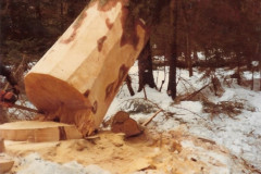 Waldkorporation Adetswil, Lehmloch 1981, Baum fällt
