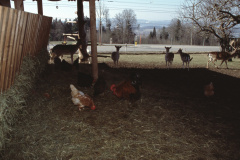 Weid, Hirschzucht / Hirschfarm Weibel
