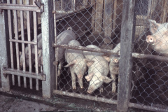 Schneebeli’s Schweinestall Schneebeli’s Schweinestall