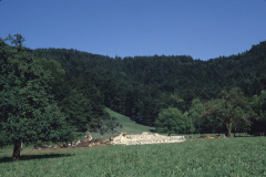 Obis nach dem Brand, Häufchen Asche