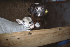 Allenberg Stall