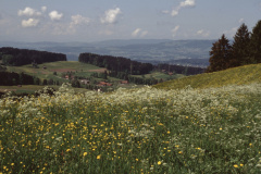 Blick vom Allenberg, Blumenwiese