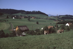 Blick von der Halde Rtg Wappenswil