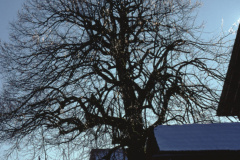 Ghöch ‚gefrorener Baum‘