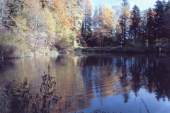 Hellweiher zw. Chli-Bä. + Gibswil