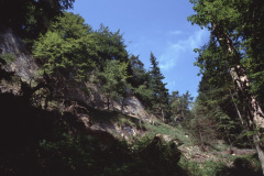 Weg Altegg - Laupetswil