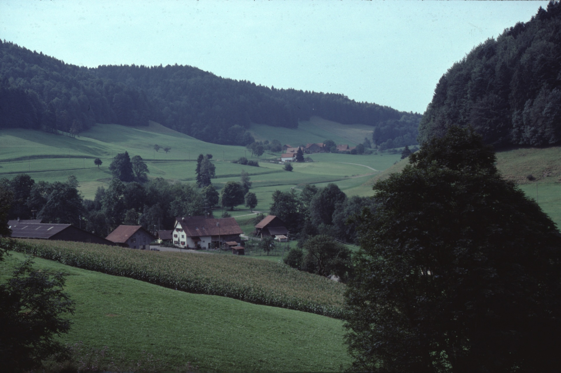 Josenhof, Blick Rtg Rüetschwil (1. Haus von Rüetschwil - neben Fichte - war Armenhaus von Bäretswil)
