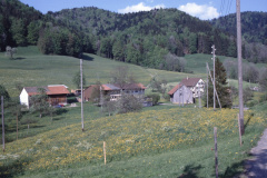 Blick auf «Tanne» von der Rüetswilerstrasse, rechts Schulhaus