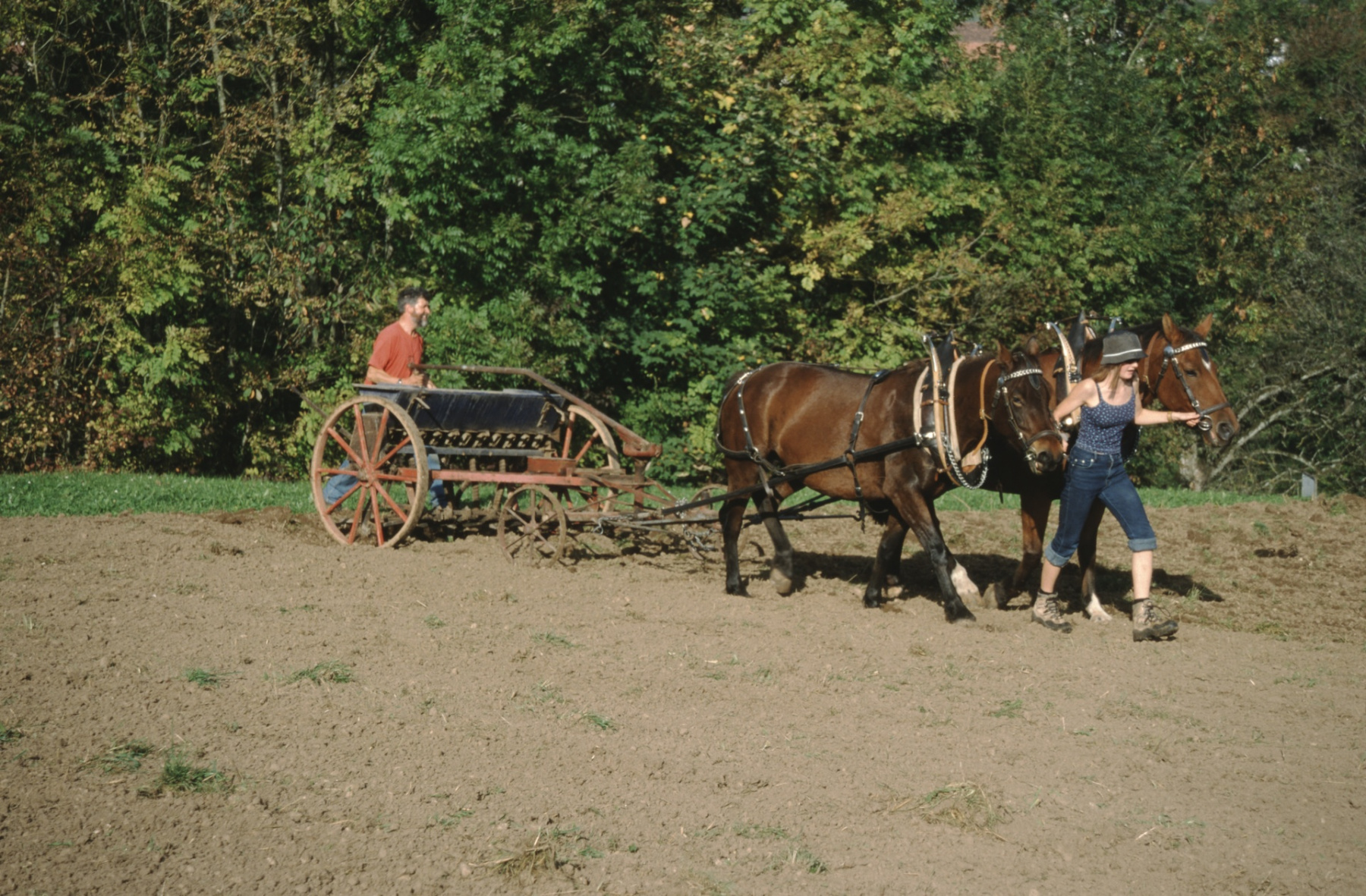Max Gnehm jun. beim Säen mit Pferd und alter Maschine oberhalb Staatskiesgrube