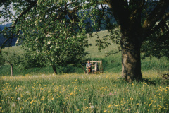 Bei Bettswil, Fritz Walder beim Grasen