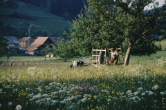 Bei Bettswil, Fritz Walder beim Grasen