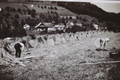Bettswil. Sommer-Weizen, 7 Aren aufgepuppt