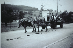 Kuh Mirta 4052, 1954 von Uelis Grossvater Reiser gekauft