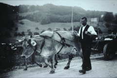 Herr Reiser mit den Kühen anlässlich der Zugsleistungsprüfung für den Landifilm