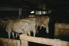 Bäretswil, Computer Stall Bohli Josenhof