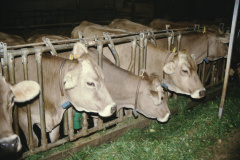 Bäretswil, Computer Stall Bohli Josenhof