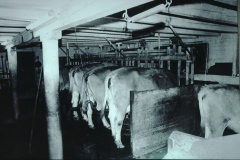 Landwirtschaft, alter Stall, Alfred Dubach, Wappenswil