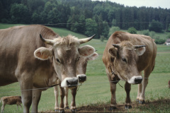 Landwirtschaft, Kühe, Strasse nach Hinterburg