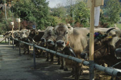 Viehschau 2007, Parkplatz Letten