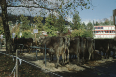 Viehschau 2007, Parkplatz Letten